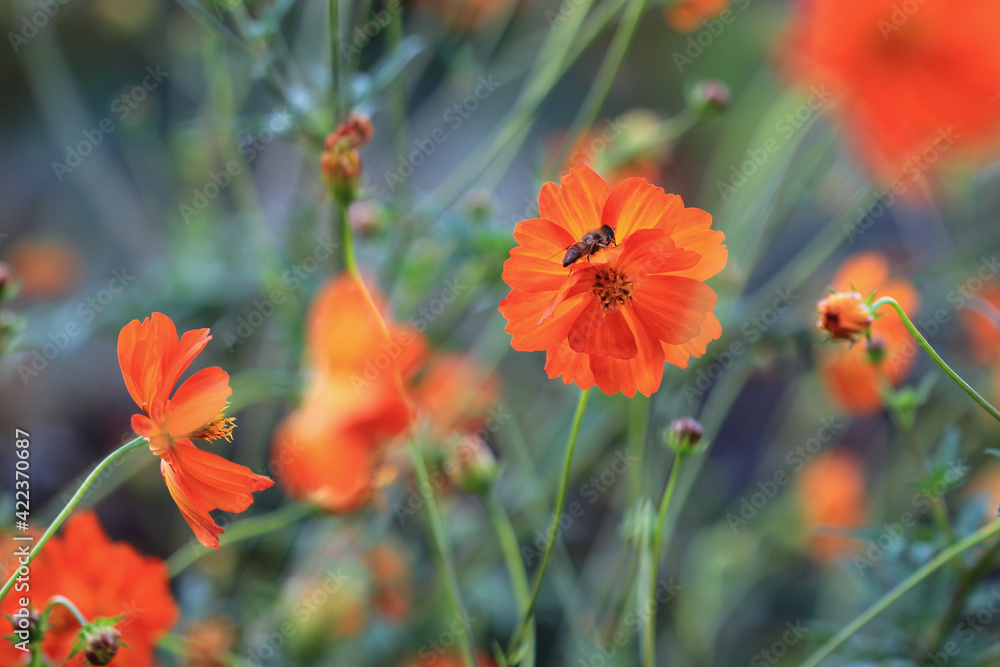 Obraz premium Blühende orangefarbene Cosmea 