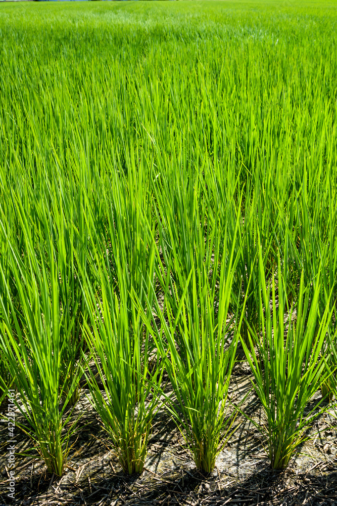 Rice seedlings growing on the farm of Taiwan. Rice seedlings growing on the farm of Taiwan.