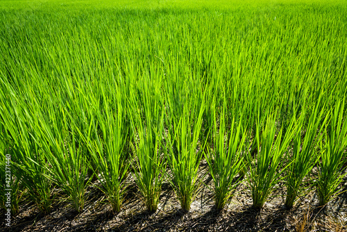 rice seedlings growing on the fields in Meinong, Kaohsiung, Taiwan.