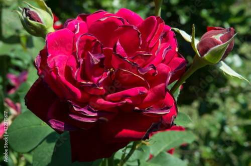 close-up: big dark red rose with sunburned petal edges photo