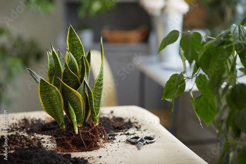 Background image of Sansevieria hemp plant on table ready for potting in fresh doil, copy space photo