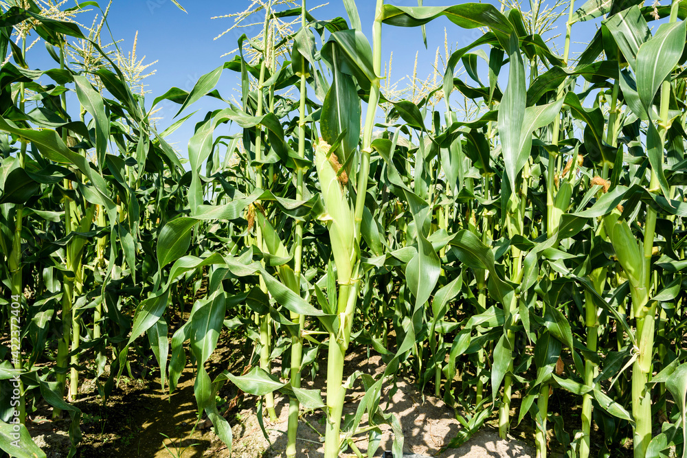 ripe corn soon to be harvest in the cornfield of Taiwan. ripe corn soon to be harvest in the cornfield of Taiwan.