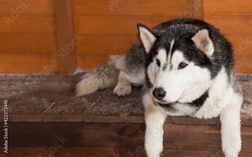 Beautiful dog breed Siberian Husky, lying on a wooden floor with a place for text.