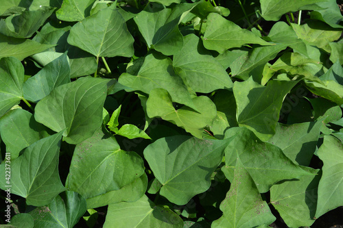 Sweet potato growing: A close-up of Ipomoea Batatas, sweet potato green leaves and vines.