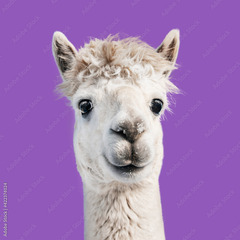 White alpaca isolated on purple background. South American camelid. White alpaca isolated on purple background. South American camelid.