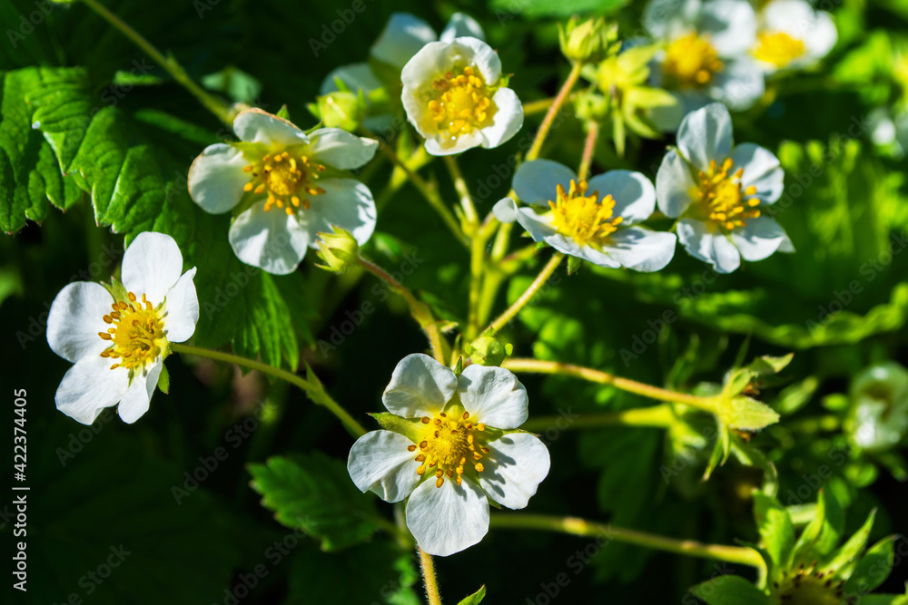 Obraz premium Blooming strawberry bush (Latin: Fragaria) close-up. Flowering of strawberry bushes in the garden.