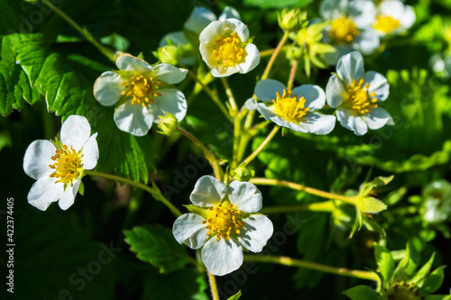 Blooming strawberry bush (Latin: Fragaria) close-up. Flowering of strawberry bushes in the garden.