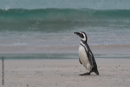 Magellanic Penguin  Spheniscus magellanicus  emerging from the sea on a large sandy beach on Bleaker Island in the Falkland Islands.