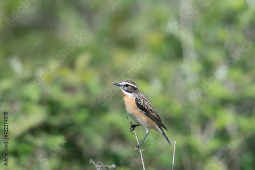 Braunkehlchen photo