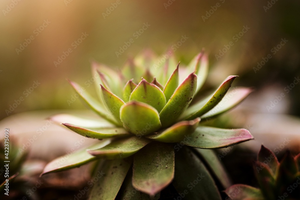 Sempervivum tectorum plant isolated close up. Sempervivum tectorum plant isolated close up.