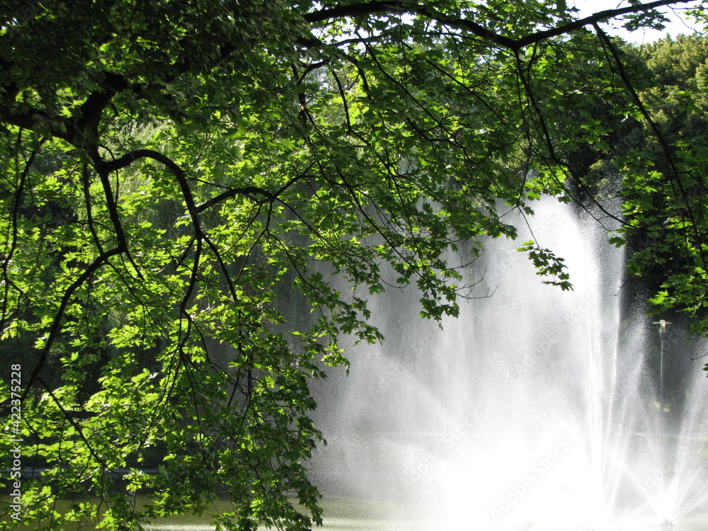 Fototapeta premium Spring green tree in the park against the backdrop of a fountain