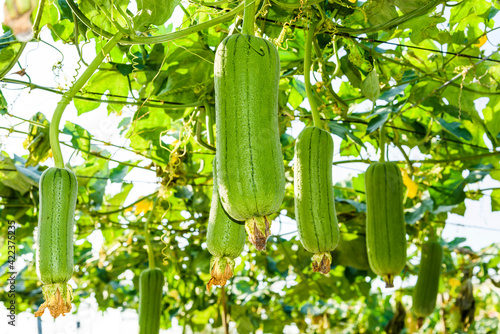 Obraz na plátně Close-up of loofah growing in the garden of Taiwan