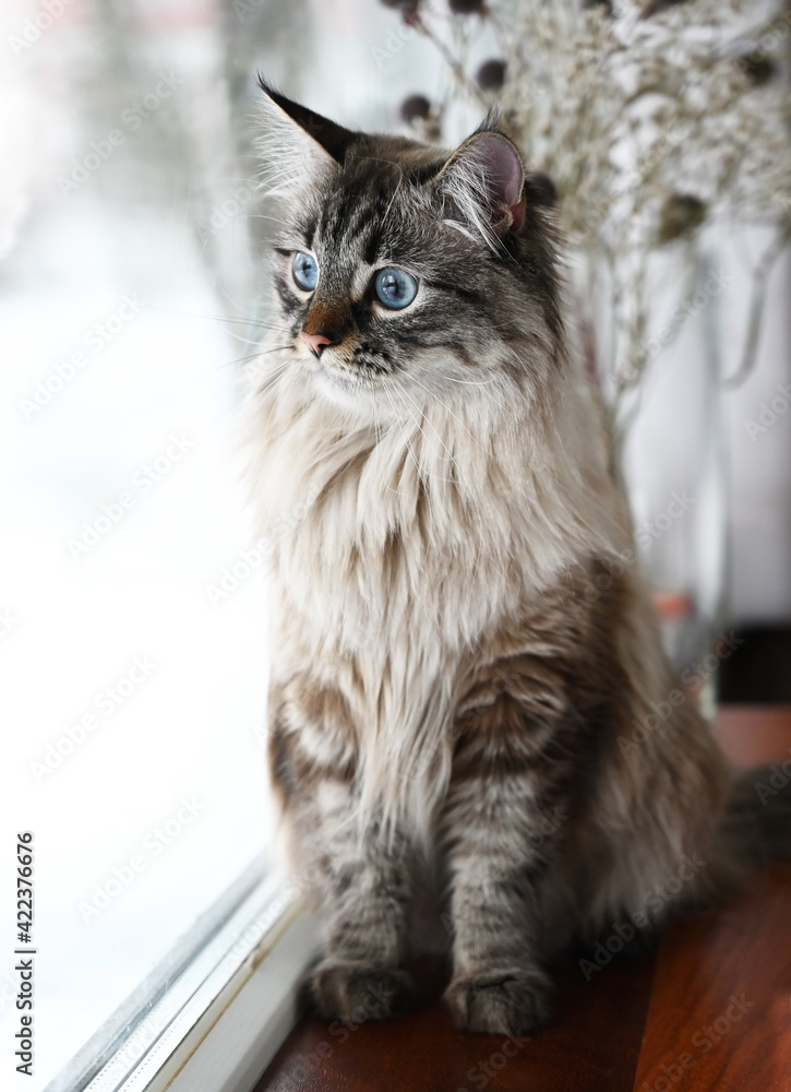 Thoroughbred Siberian cat sits by the window