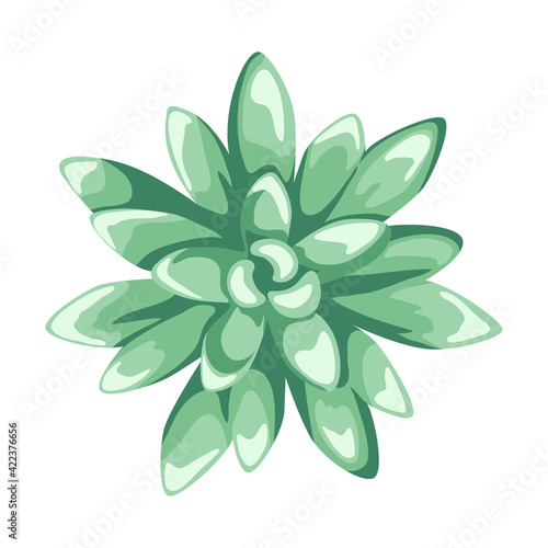 Illustration of succulent. Decorative home plant. Natural image.