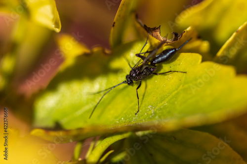 Evania Appendigaster.  photo