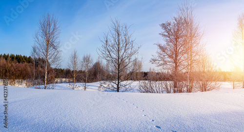 Winter panorama landscape with trees and snow in sunny day.