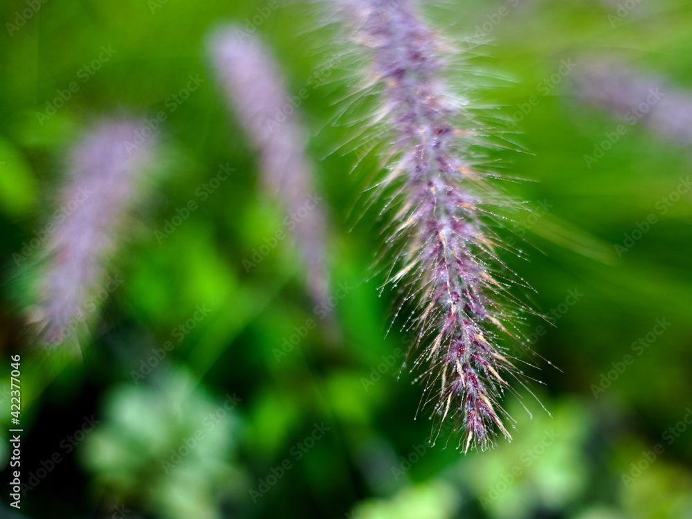 Fototapeta premium tiny droplets on a grass bloom using classic lens