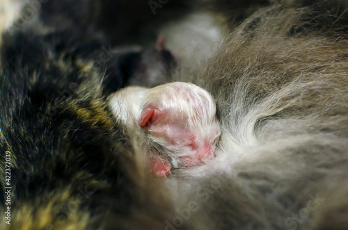 Fotografi Mother Cat Breastfeeding Her little kitten.