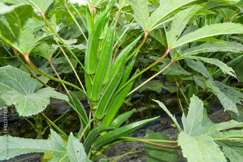 Quadro su tela The okra fruit is in the fruiting stage, in the farmland of Pingtung, Taiwan