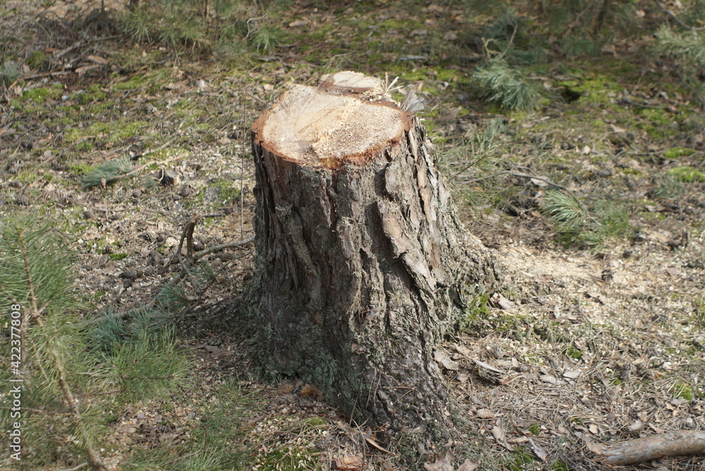 fresh cut tree stump in the forest fresh cut tree stump in the forest