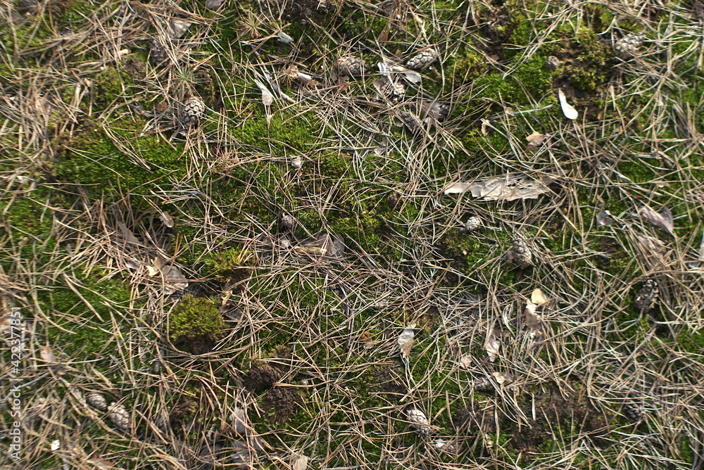 forest soil surface background texture forest soil surface background texture