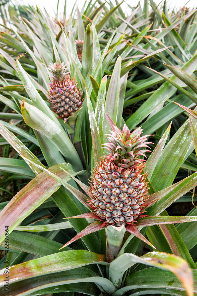 ripe pineapple growing in the orchard in Pingtung, Taiwan ripe pineapple growing in the orchard in Pingtung, Taiwan