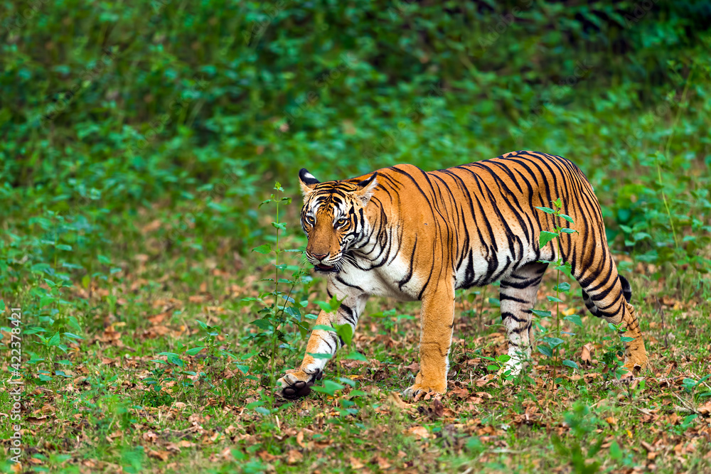 Tiger walking in the greenery Tiger walking in the greenery
