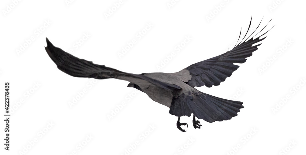 grey isolated large crow fly away grey isolated large crow fly away