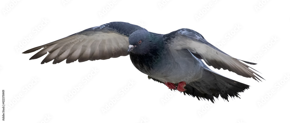 Fototapeta premium isolated dark grey pigeon in flight