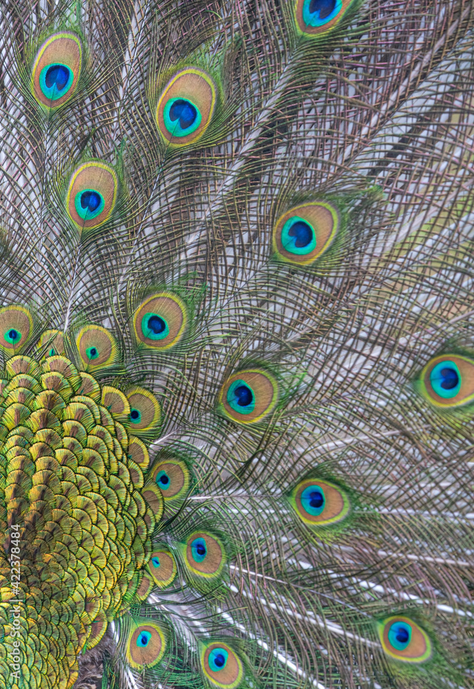 Obraz premium peacock green feathers fine background