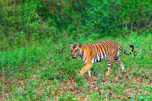 Tiger walking in the greenery 