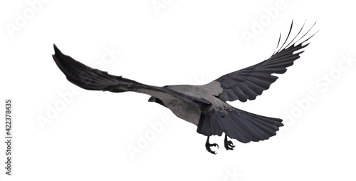 Fotografija grey isolated large crow fly away