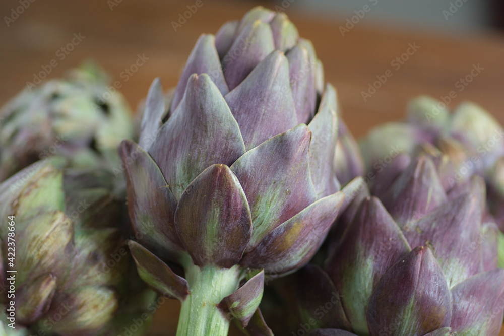 Close up of a beautiful Globe Artichoke (Cynara cardunculus var. scolymus), also known by the names French artichoke and green artichoke, in colors of green and purple Close up of a beautiful Globe Artichoke (Cynara cardunculus var. scolymus), also known by the names French artichoke and green artichoke, in colors of green and purple