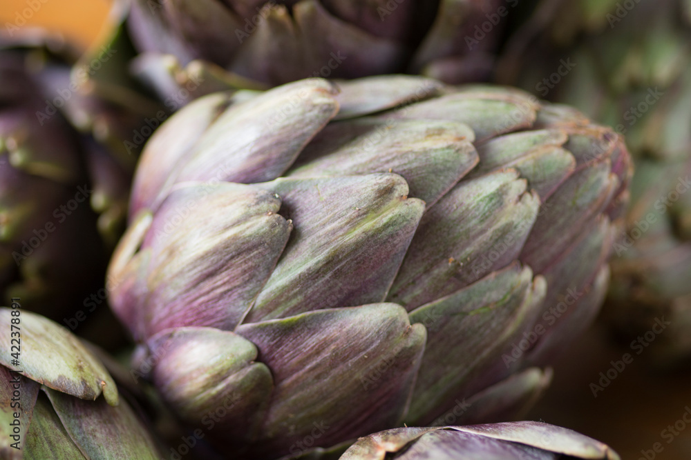 Obraz premium Close up of a beautiful Globe Artichoke (Cynara cardunculus var. scolymus), also known by the names French artichoke and green artichoke, in colors of green and purple