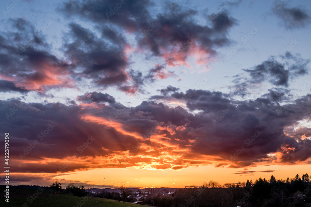Fototapeta premium Sonnenuntergang und Baum mit vielen Misteln