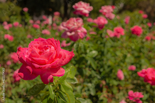 Detail of a fuchsia rose