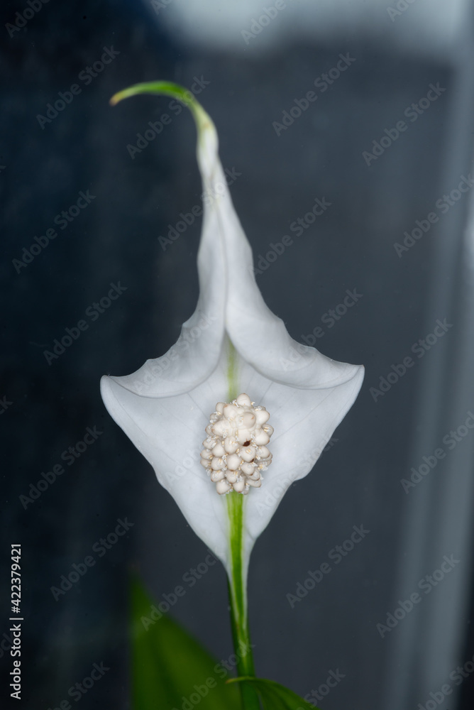 Obraz premium Spathiphyllum. Female happiness home flower