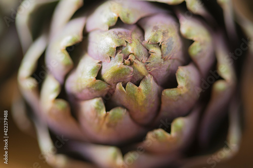Close up of a beautiful Globe Artichoke (Cynara cardunculus var. scolymus), also known by the names French artichoke and green artichoke, in colors of green and purple 