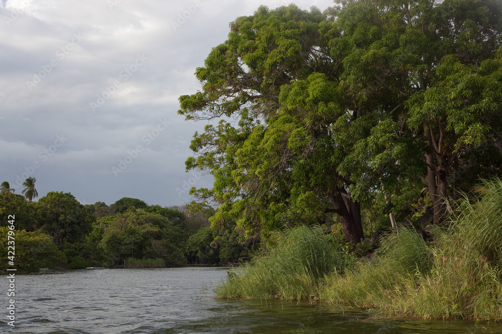 Fototapeta premium trees on the river
