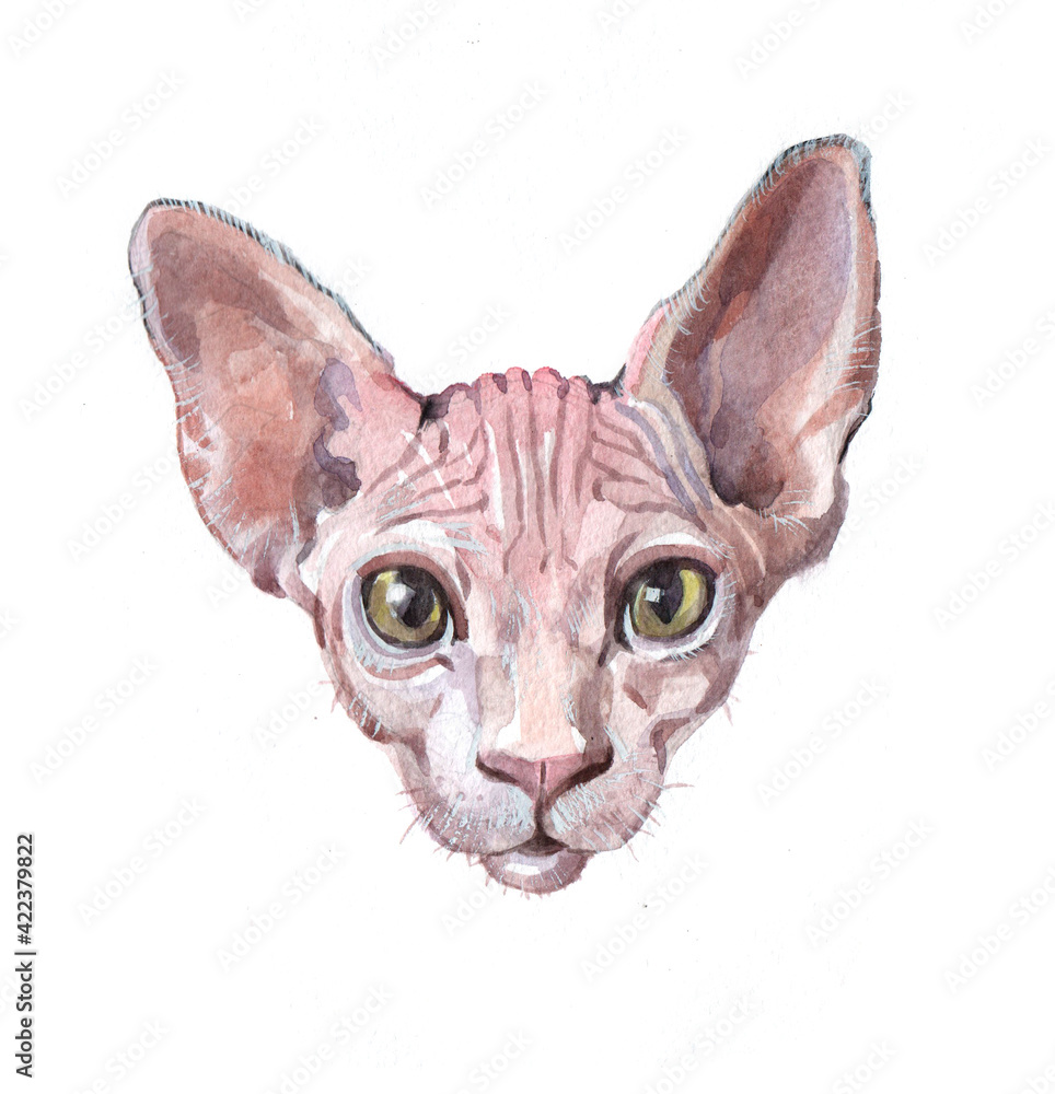 Watercolor single naked cat animal isolated on a white background illustration.
Watercolor single naked cat animal isolated on a white background illustration.