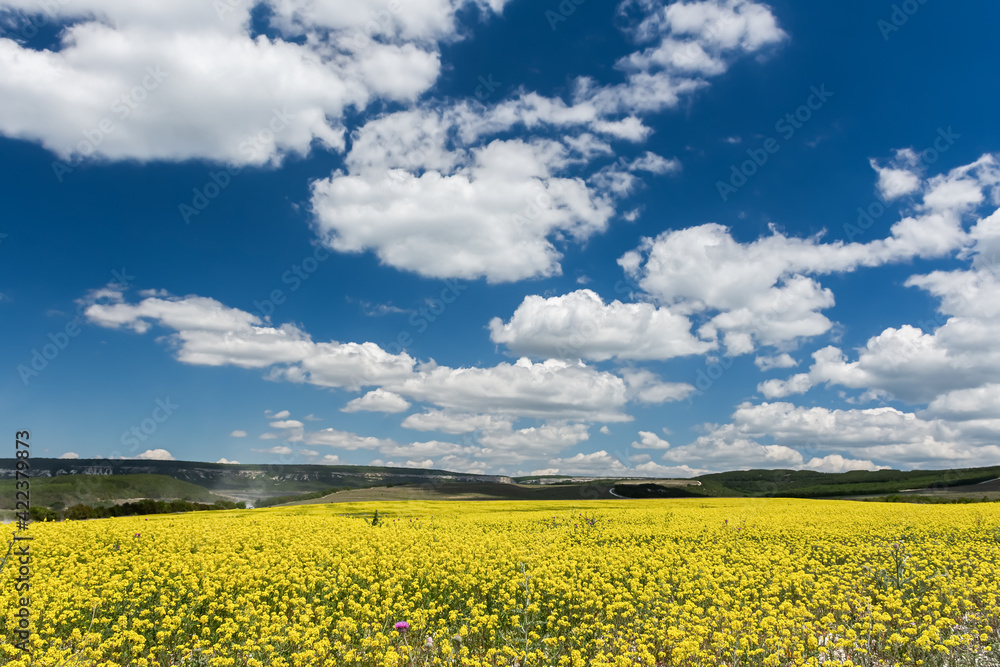 A rapeseed yellow field with a beautiful blue sky and large white clouds. Panoramic bright natural background. Summer sultry landscape. Cultivation of rapeseed, mustard for the production of oil. A rapeseed yellow field with a beautiful blue sky and large white clouds. Panoramic bright natural background. Summer sultry landscape. Cultivation of rapeseed, mustard for the production of oil.