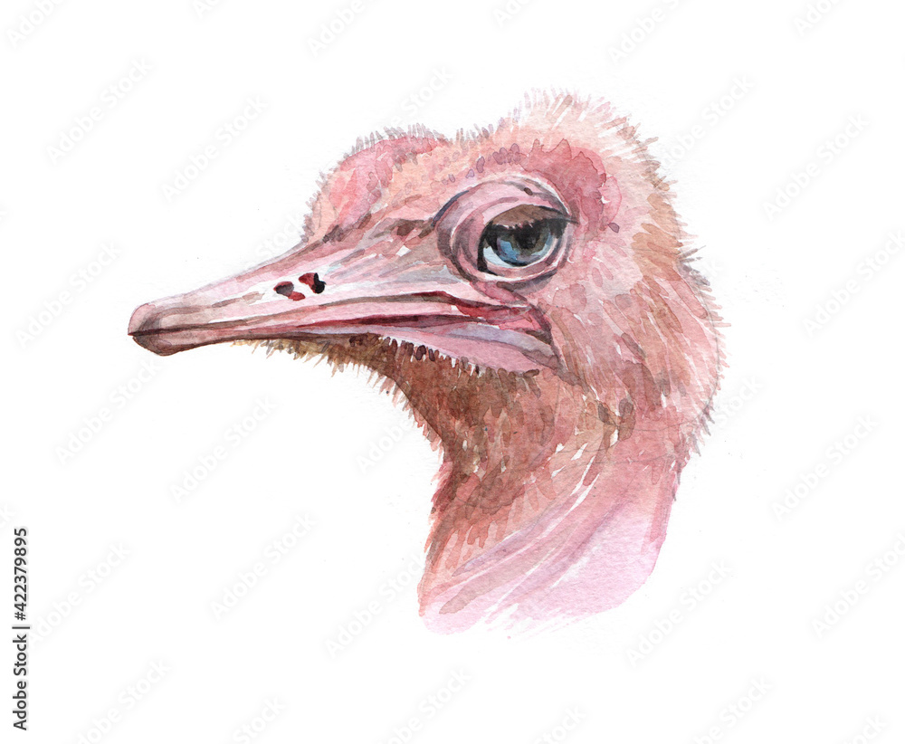 Watercolor realistic ostrich animal isolated on a white background