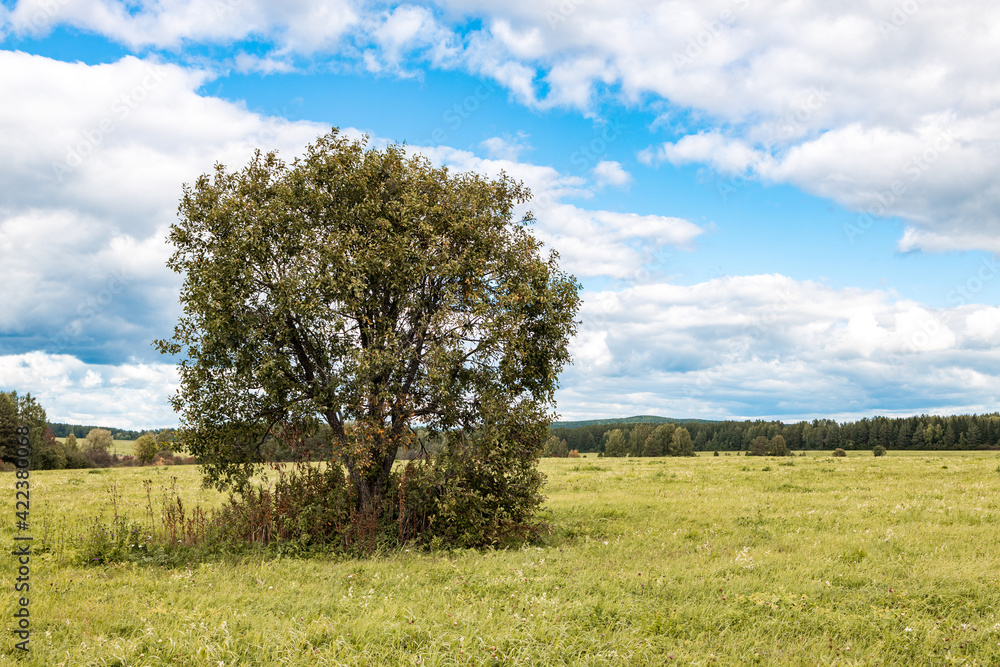landscape in the summer a field with a lonely tree landscape in the summer a field with a lonely tree