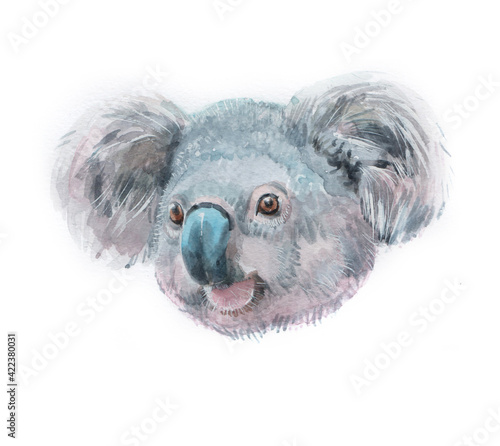 Photography Watercolor koala  animal on a white background illustration