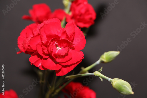 A bouquet of red carnations close-up on a black background. Author's bouquet of carnations on a black background.