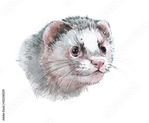 Watercolor single ferret animal isolated on a white background illustration. 