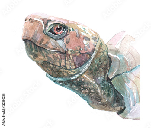 Watercolor  turtle animal on a white background illustration
