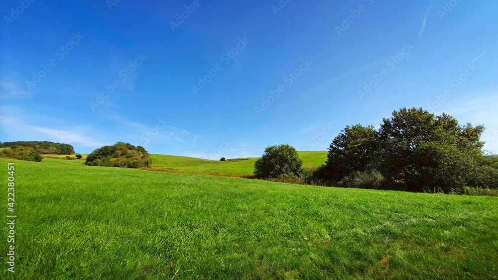 Green spring field with trees and blue sky.