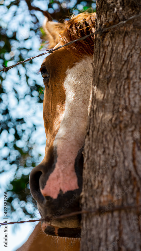 Obraz premium Caballo