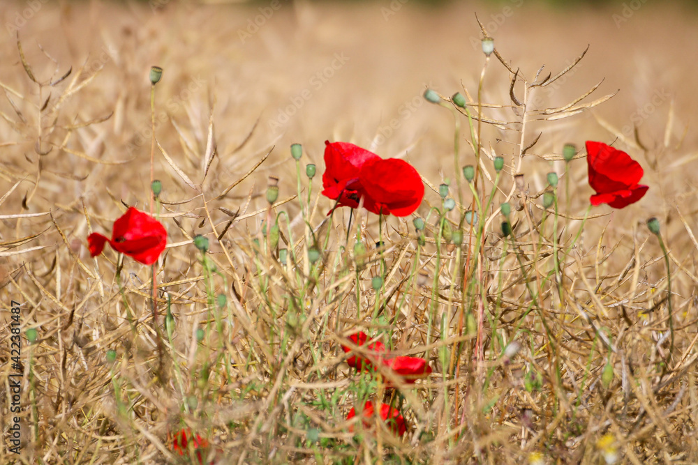 Fototapeta premium Poppies in a a Wheat Field